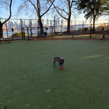 Dog Run at Memorial Park photo 1